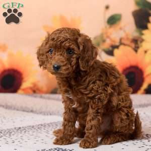 Coco, Miniature Poodle Puppy